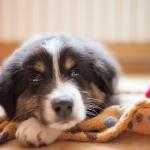 CACHORRO SOZINHO EM CASA? ACABE COM O TÉDIO!